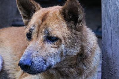 Close-up of dog looking away