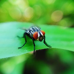 Close-up of insect on leaf