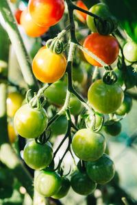 Ripening cherry tomatoes close-up