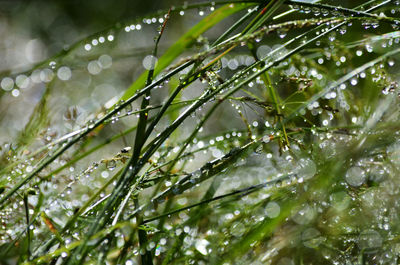 Close-up of wet plant leaves during rainy season