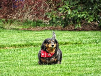 Portrait of dog sitting on grass