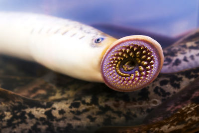 Lamprey delicious fish parasite in aquarium