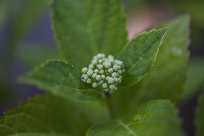 Close-up of fresh green plant