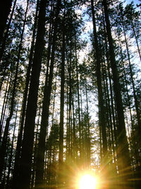 Low angle view of trees in forest