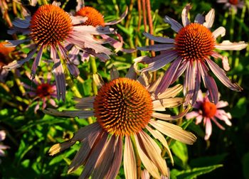 Close-up of eastern purple coneflowers blooming outdoors