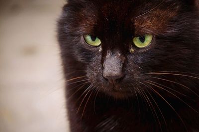 Close-up portrait of cat