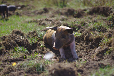 Piglet in a field sunbathing