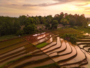 Scenic view of agricultural field against sky during sunset