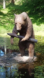 Elephant in water