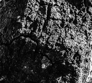 Full frame shot of tree trunk