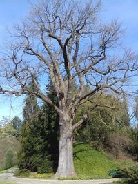 Bare tree on field against sky