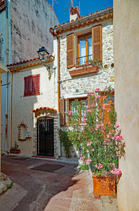 Potted plants on wall of building