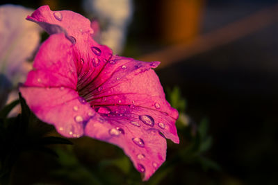 Close-up of wet pink rose flower