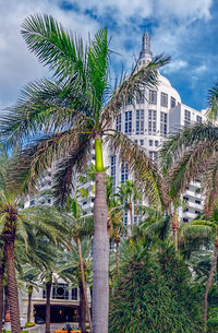 Low angle view of palm trees against buildings