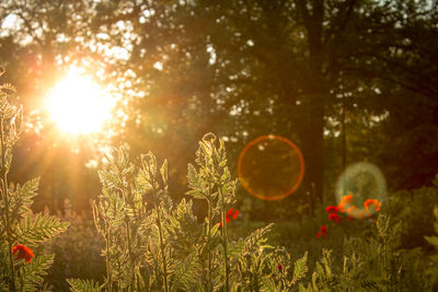 Scenic view of flowering plants on field against bright sun