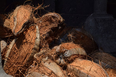 High angle view of wood on tree trunk