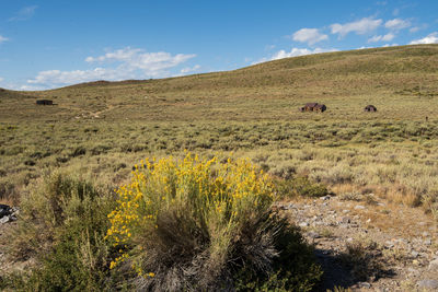 Scenic view of field against sky with abandoned building of old west ghost town