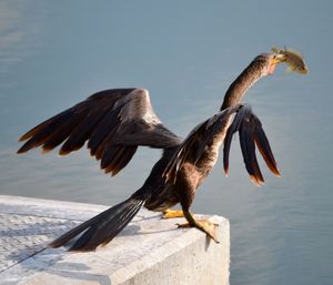 Close-up of bird with spread wings holding fish in beak by lake
