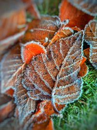 Close-up of autumn leaves on tree