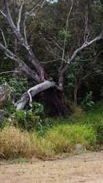 Bare tree in forest