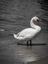 Swan swimming in lake