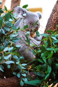 Close-up of lizard on tree