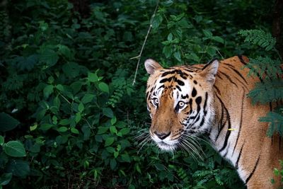 Lakshman, the royal bengal tiger 