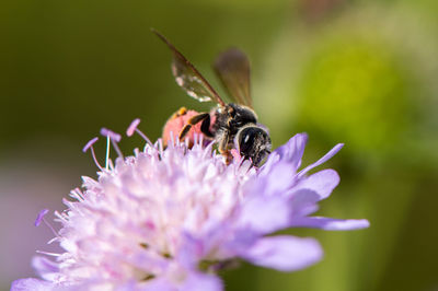 Close-up of bee pollinating on purple flower