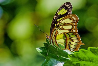 Close-up of butterfly on leaf