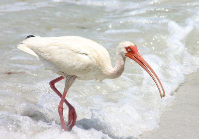 Ibis in sea on sunny day