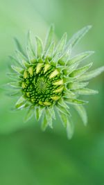 Close up of flower