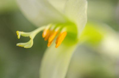 Close-up of yellow flowering plant