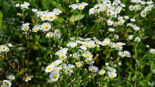 Close-up of white flowering plant