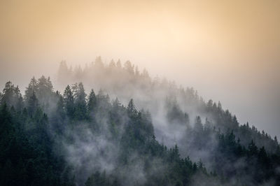 Panoramic view of trees against sky during foggy weather