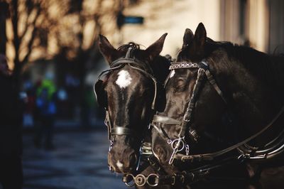 Horse cart in a city