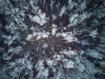 Full frame shot of snowflakes