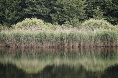 Scenic view of lake in forest