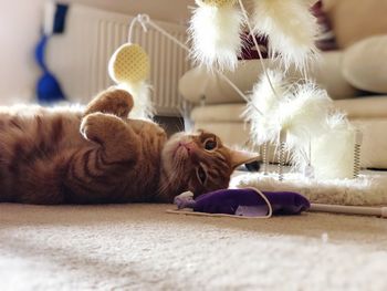 Close-up of a cat lying down