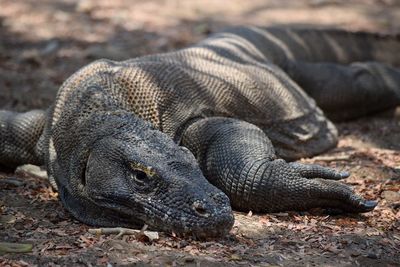 Close-up of komodo dragon lying on land