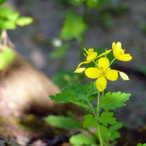 Close-up of yellow flowers blooming outdoors