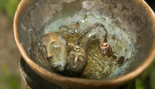 Close up of plant against blurred background