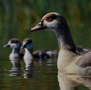 Close-up of duck drinking water