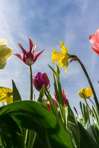 Close-up of yellow flowering plant against sky