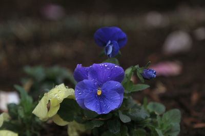 Close-up of purple flowering plant