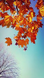 Low angle view of autumn leaves