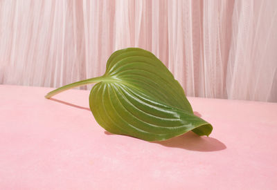 Green leaf on pastel pink background with curtain. creative copy space. close-up