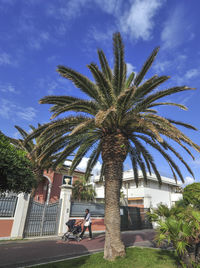 Palm trees against sky