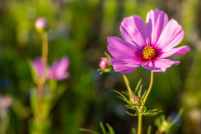 Close-up of pink cosmos flower in field