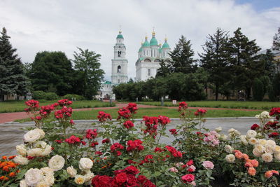 View of flowering plant against building