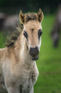 Close-up portrait of a horse on field